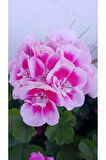 Ultra Pembe Beyaz Sardunya Çiçeği Fidesi 10-20 cm