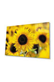 Ayçiçeği Cam Tablo 4mm Dayanıklı Temperli Cam Sunflower Glass Wall Art