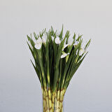 Yapay Tekli Single Eirel Dalı 67 cm