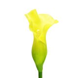 Yapay Gala Dalı Sarı 73 cm