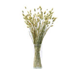 Kurutulmuş Phalaris (Kuş Otu) Demeti Natürel
