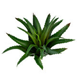 Yapay Dikenli Sisal Sukulent Yeşil 26 cm