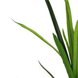 Yapay Dracena Demeti 70 cm