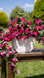 Yapay Pembe Begonvil Dalı 118 cm