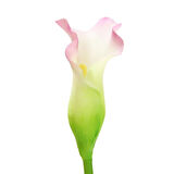 Yapay Gala Dalı Beyaz Pembe 73 cm