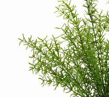 Yapay Asparagus Demeti 40 cm