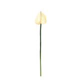 Yapay Antoryum Çiçeği Canlı Dokunuş Krem 40 cm