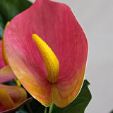 Yapay Antoryum Demeti Pembe 45 cm