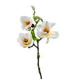 Yapay Manolya Dalı 52 cm Beyaz