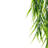 Yapay Grass Sarkıt 80 cm