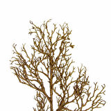 Yapay Mercan Dalı Bronz