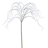 Yapay Amarantus (Amaranthus)  Demeti Beyaz 85 cm