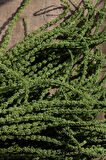 Yapay Amarantus (Amaranthus) Demeti Yeşil 85 cm