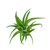 Yapay Tüylü Tillandsia Sukulent Açık Yeşil 17 cm