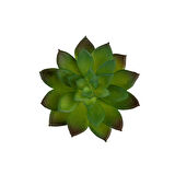 Yapay Mini Echeveria Sukulent  Yeşil 8 cm