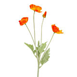 Yapay Anemon Çiçeği Nar Çiçeği 58 cm