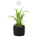 Yapay Tillandsia Sukulent Açık Yeşil 17 cm Saksılı