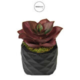 Yapay Mini Echeveria Sukulent Bordo 8 cm Saksılı