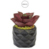 Yapay Mini Echeveria Sukulent Bordo 8 cm Saksılı