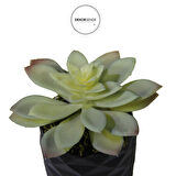 Yapay Mini Etli Echeveria Sukulent Açık Yeşil 12 cm Saksılı