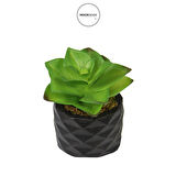 Yapay Mini Etli Echeveria Sukulent Açık Yeşil 8 cm Saksılı