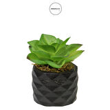 Yapay Mini Etli Echeveria Sukulent Açık Yeşil 8 cm Saksılı