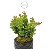 Yapay Pıtırcık Sukulent Dalı Yeşil Kırmızı 16 cm Saksılı