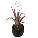 Yapay Tüylü Tillandsia Sukulent Lila 17 cm Saksılı