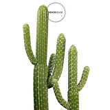 Yapay 2'li Texas Kaktüs 62 cm - 85 cm