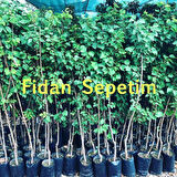 3 Yaş Aşılı Tokaloğlu Kayısı Fidanı