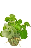 Pilea Peperomioides Çin Para Ağacı 10-20 cm