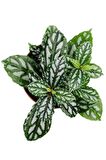 Iç Mekan Bitkisi 10 Cm Pilea Cadierei Karyağdı Çiçeği 
