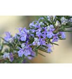 Fidan Peyzaj - Biberiye (Rosmarinus Officinalis)