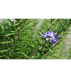 Fidan Peyzaj - Biberiye (Rosmarinus Officinalis)