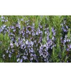Fidan Peyzaj - Biberiye (Rosmarinus Officinalis)