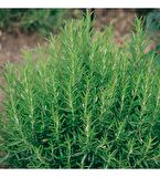 Fidan Peyzaj - Biberiye (Rosmarinus Officinalis)
