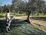 Cifarelli SC 605 Kancalı Zeytin Hasat Makinesi