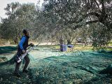 Cifarelli SC 605 Kancalı Zeytin Hasat Makinesi