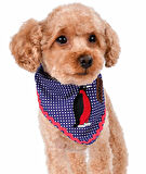 Köpek Bandana / Mayus