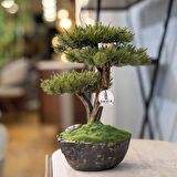 Calipso Bonsai-4 Masaüstü Kullanıma Uygun Doğal Ağaç Gövdeli Mini Yapay Bonsai Ağacı - 30x40 Cm