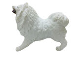 Köpekler - Samoyed Cinsi Köpek