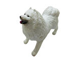 Köpekler - Samoyed Cinsi Köpek