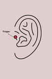 316L Çelik Gümüş Renk Pembe Kurdele Zirkon Taş Detay Tragus Piercing 5886