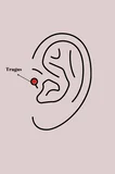 316L Çelik Gümüş Renk Mor Mineli Kalp Zirkon Taş Detay Tragus Piercing 5886