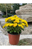 Sarı Kasımpatı Krizantem Chrysanthemum Çiçeği 10 - 20 Cm