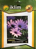 AFRİKA PAPATYASI ÇİÇEĞİ TOHUMU-3