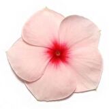 Vinca Rosea Pacifica (Rozet Çiçeği) F1 10 adet tohum