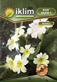 Mart Çiçeği Çiçek Tohumu 1 - Primula Acaulis (~ Takribi 30 Tohum)