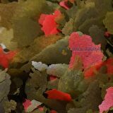 Tropical Cichlid Spirulina Flakes 250 Gram Pul Balık Yemi