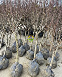 6 Yaş Aşılı Ferragnes Badem Fidanı 'Rootball'